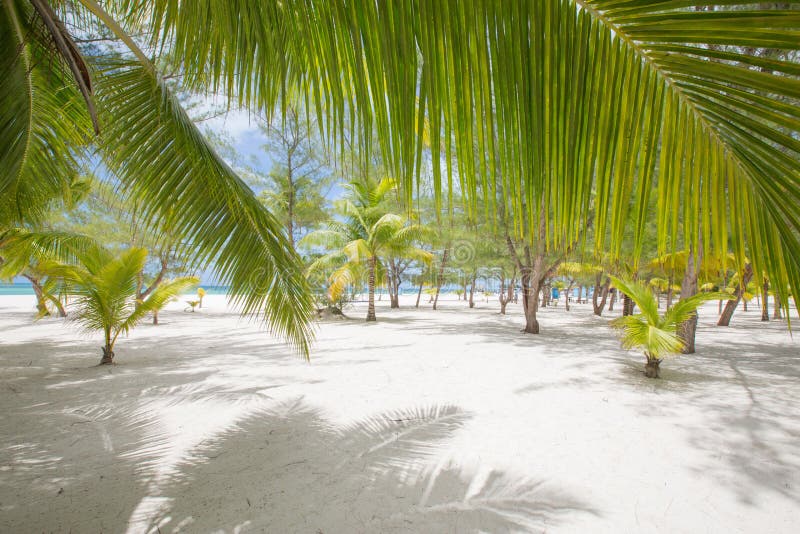tropical-sand-beach-palm-trees-no-people-tropical-sand-beach-palm-trees-