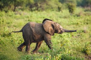 02feb-900x600-molori-baby-elephant-4379