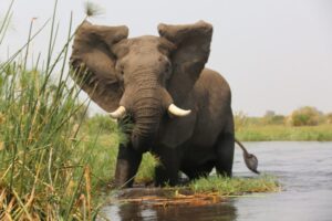84-Ele-in-water-Duba-Plains-6C8B9764-Large-1024x682