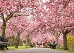 Cherry-Blossoms-in-the-Spring
