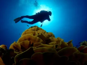 Diving1Main.jpg