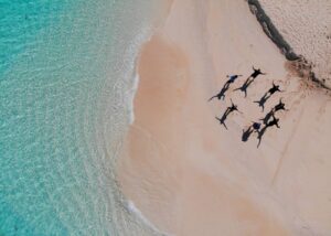 Drone-beach-island-people-circle-Mandatory-credit-to-TongaPocketGuide.com-Feature