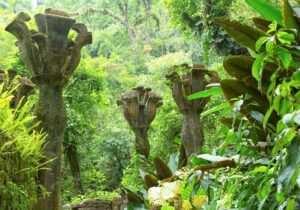 Garden-of-Las-Pozas