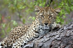 Leopard