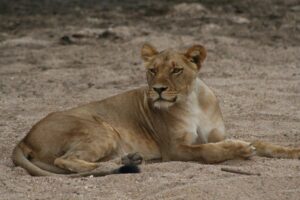 Lower-Zambezi-National-Park