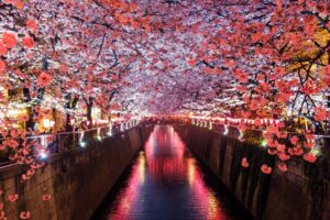 Meguro-river-sakura
