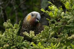 Why-visit-New-Zealand-4