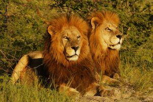 africa-great-plains-conservation-botswana-safari-male-lions-900x600-1