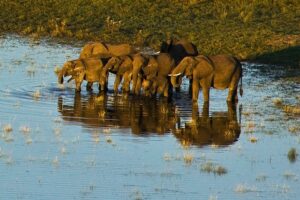 africa-great-plains-conservation-botswana-selinda-elephants-900x600-1