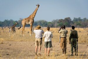 south-luangwa-walking-safari-wildlife-zambia-timbuktu-travel