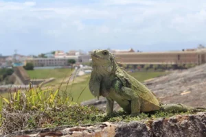 visit-puerto-rico-wildlife