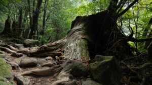 yakushima-2048x1152